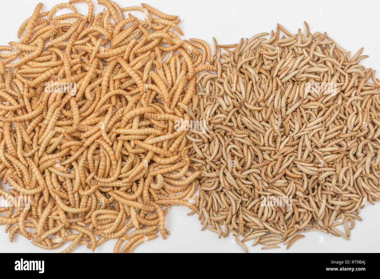 Edible Mealworms / Tenebrio molitor (left) & smaller Buffalo worms