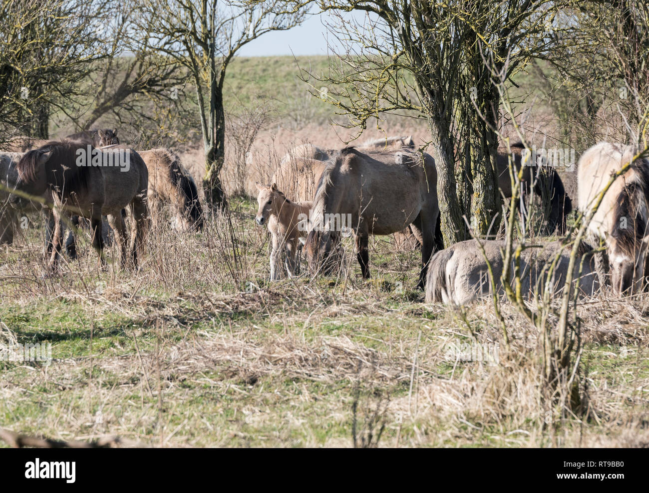 Konik foal hi-res stock photography and images - Alamy