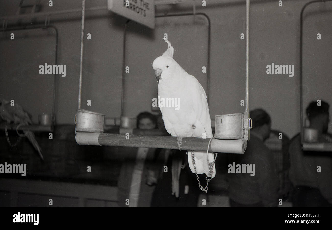 Bird aviary 1950s hires stock photography and images Alamy