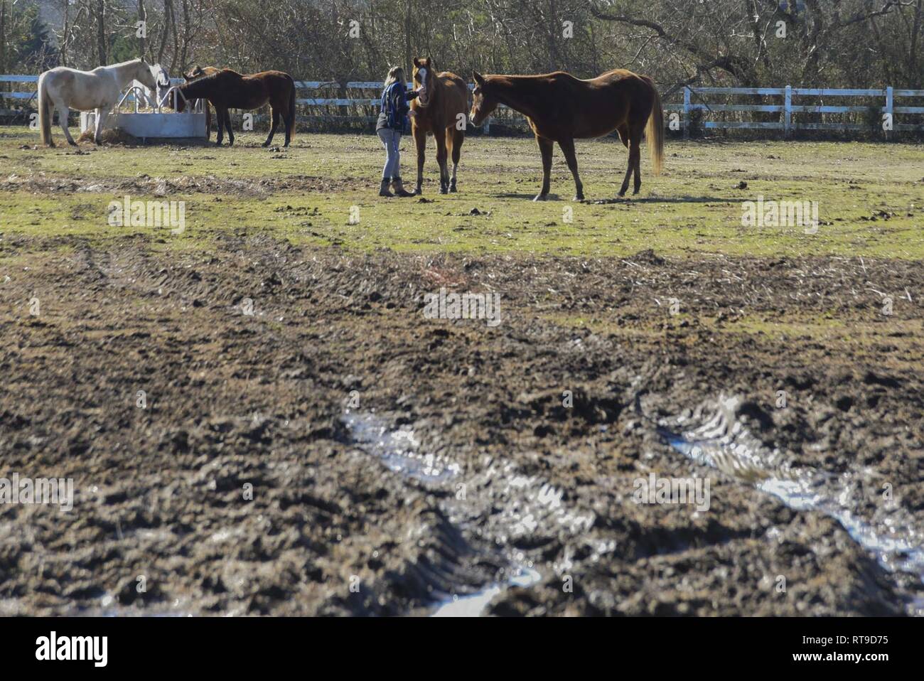 Virginia Beach Va Jan 24 2019 Horses Graze At Circle