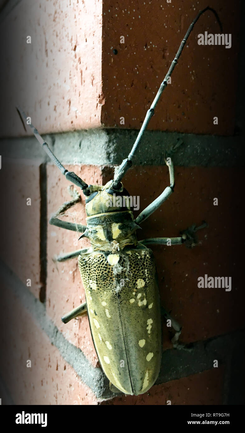 Long horn beetle Stock Photo