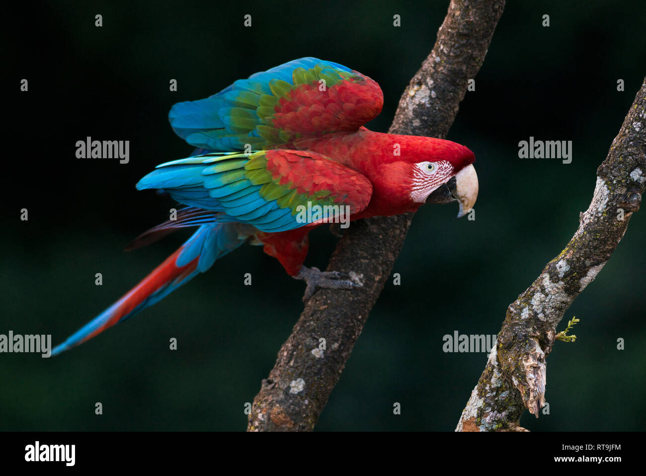 Wild Red-and-green Macaw from Mato Grosso do Sul, Brazil Stock Photo