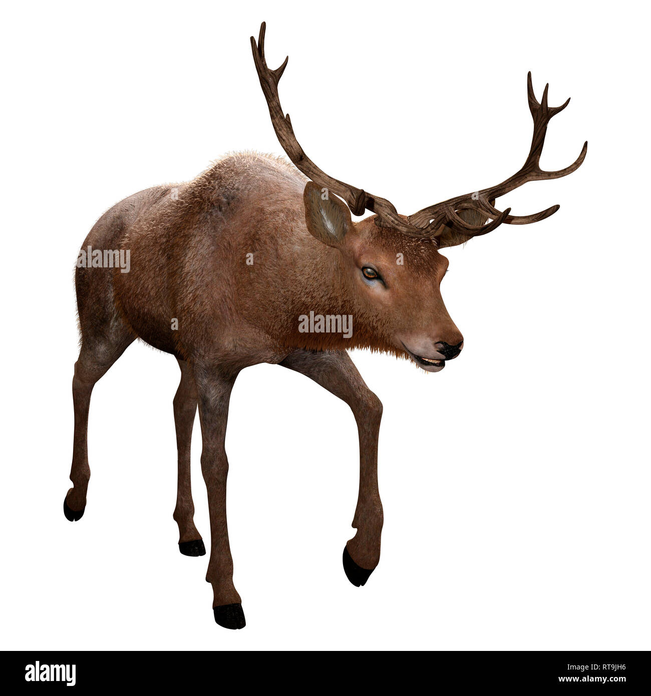 3D rendering of a male deer isolated on white background Stock Photo ...