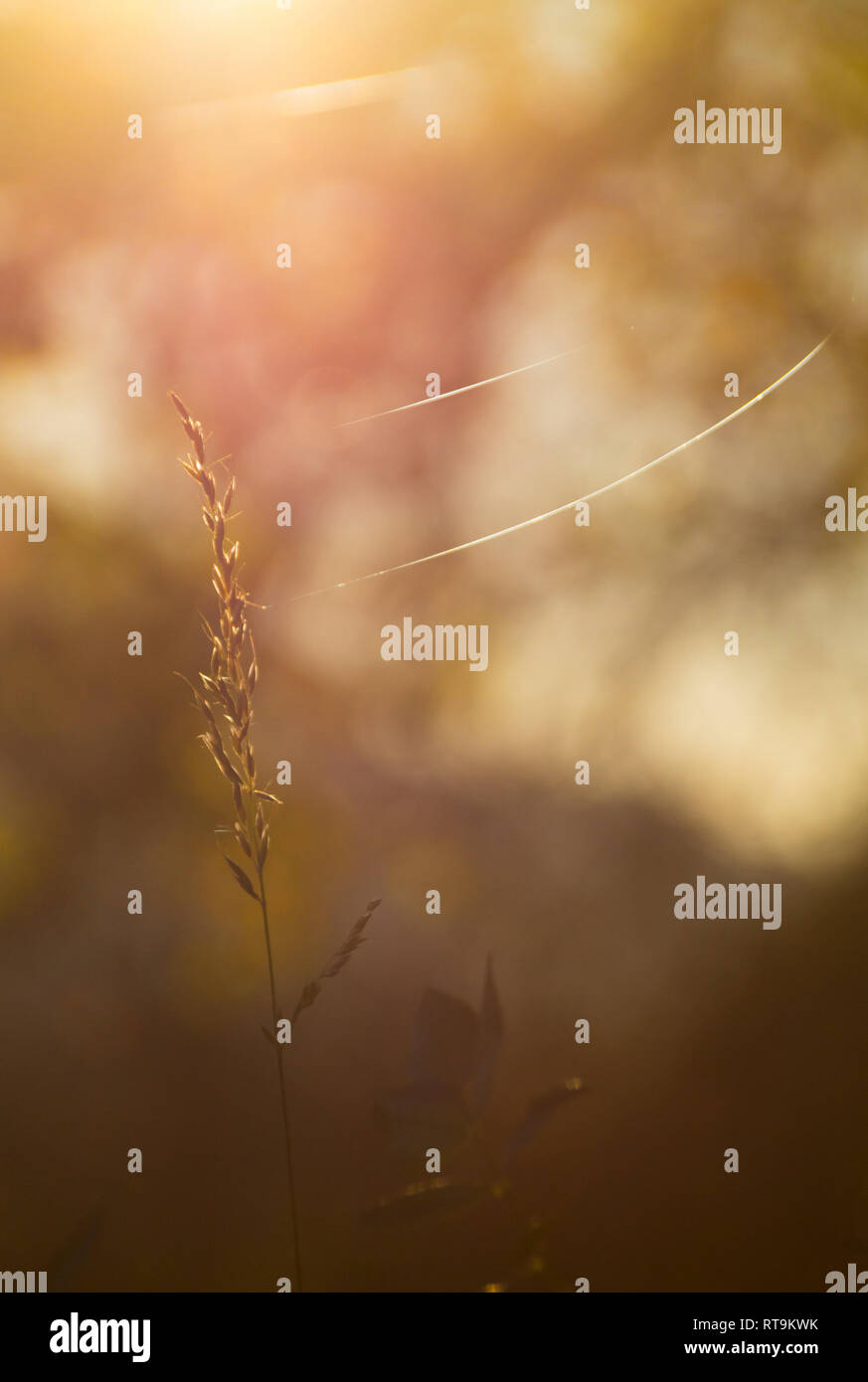 Strings of spider silk blowing in the wind Stock Photo Alamy