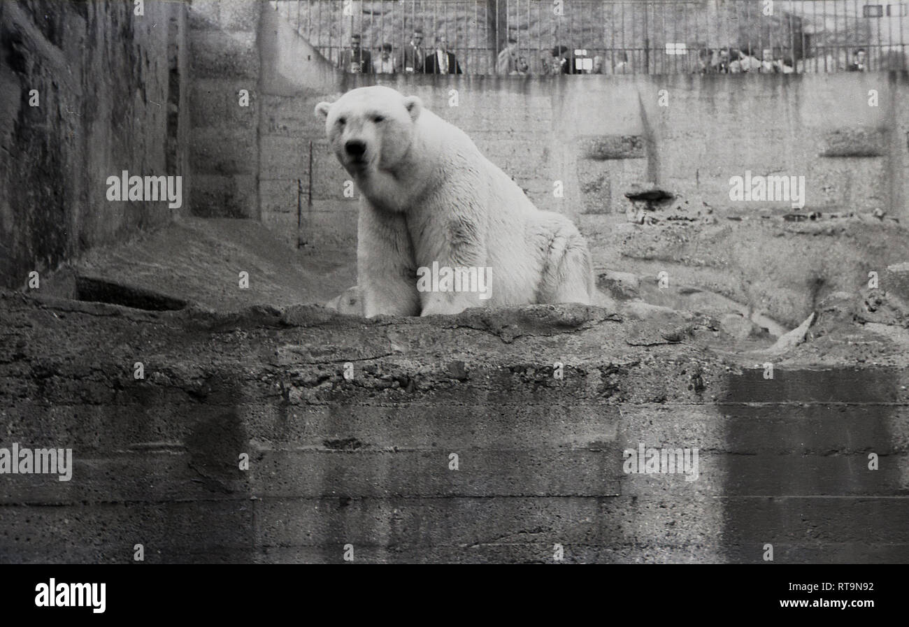 1950s, historical, a polar bear in his man-made concrete hillside enclosure at Edinburgh Zoo, Scotland. Opened to the public in 1913, the Zoo is the only one with a Royal Charter in the UK, following a visit by HRH King George VI Stock Photo
