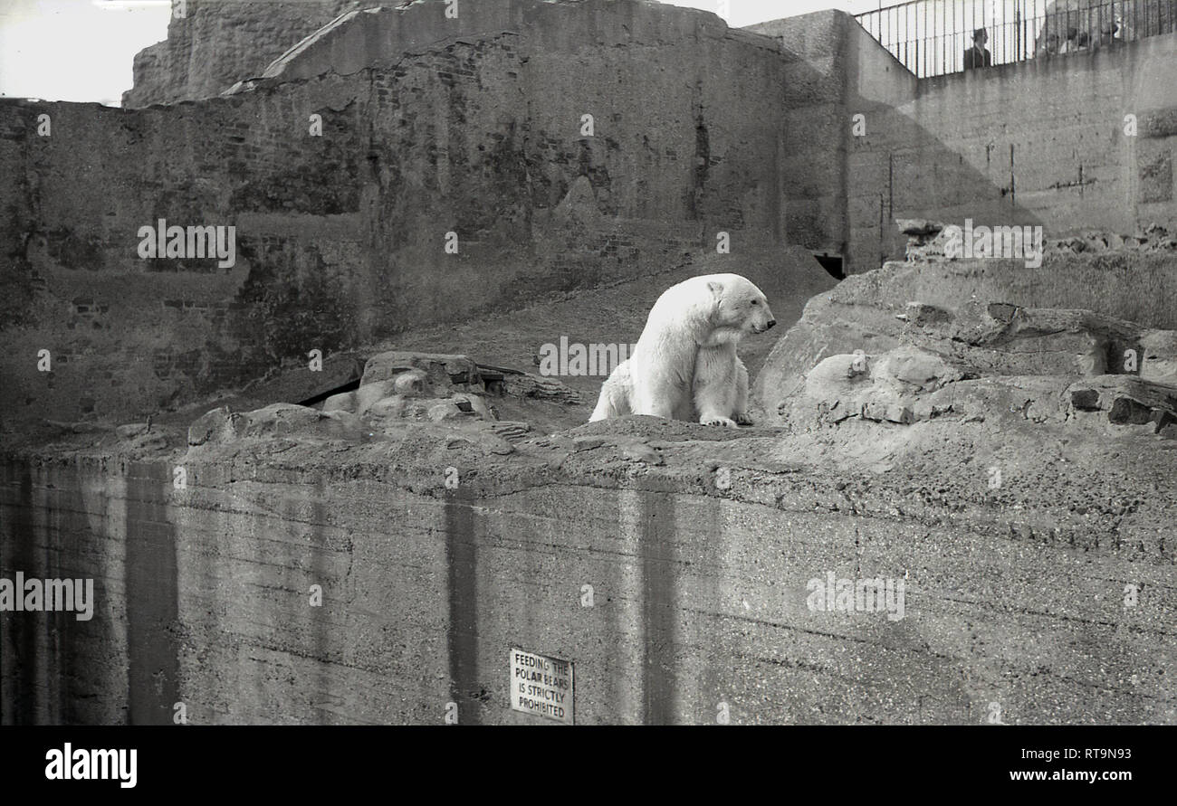 1950s, historical, a polar bear in his man-made concrete hillside