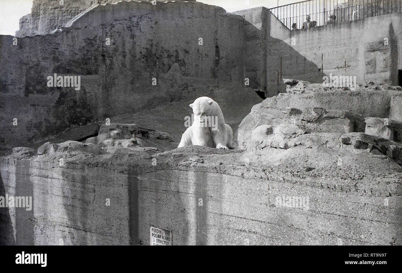 1950s, historical, a polar bear in his man-made concrete hillside