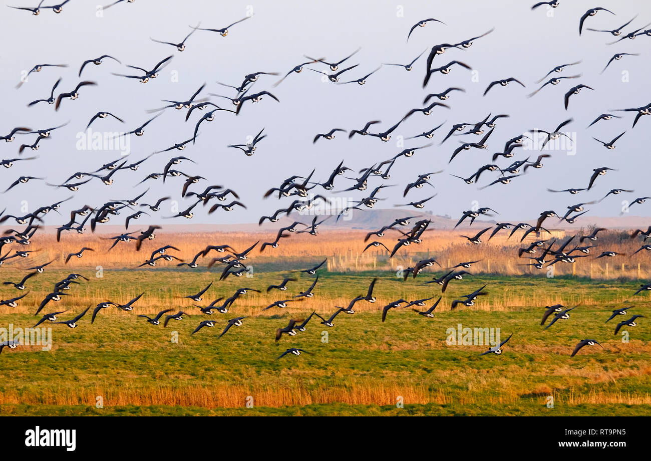 brent geese landing in flight, cley marshes, cley-next-the-sea, north norfolk, england Stock Photo