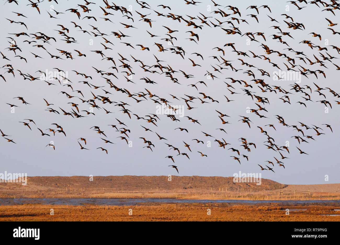 brent geese landing in flight, cley marshes, cley-next-the-sea, north norfolk, england Stock Photo