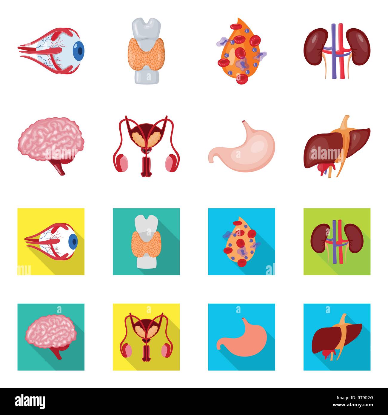 eyeball,dorsal,blood,kidney,brain,urinary,stomach,liver,eye,spinal ...