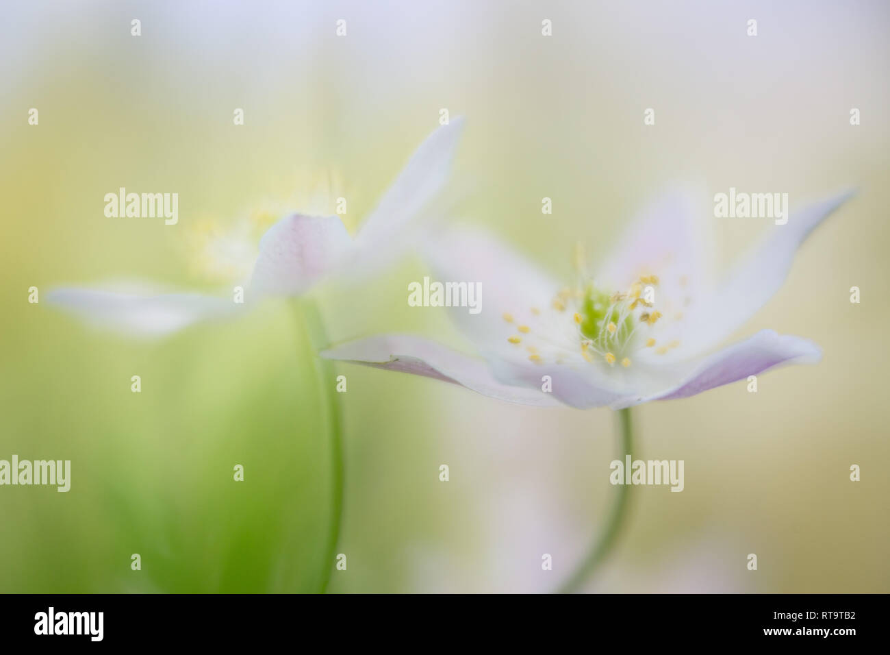 A pair of two wild spring flowers in love. Macro of wood anemone. Soft focus imae with shallow DOF giving an artistic and romantic look. Stock Photo