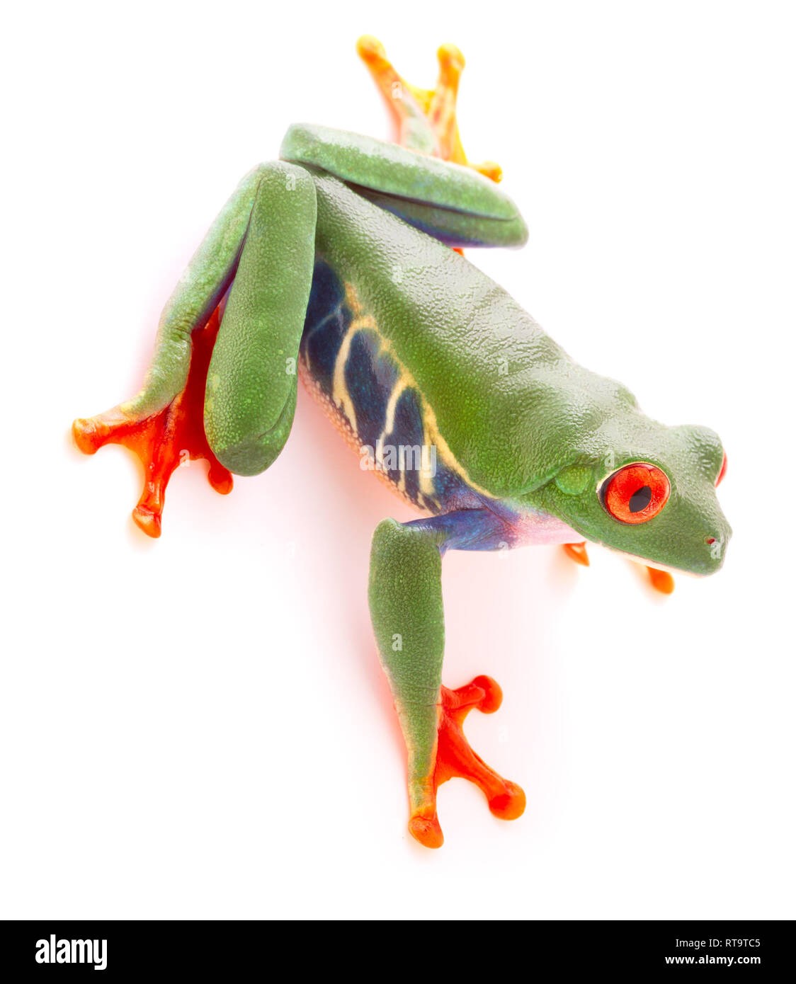 Red eyed tree frog from the tropical rain forest looking down. A cute funny exotic animal with vibrant eyes isolated on a white background. Stock Photo