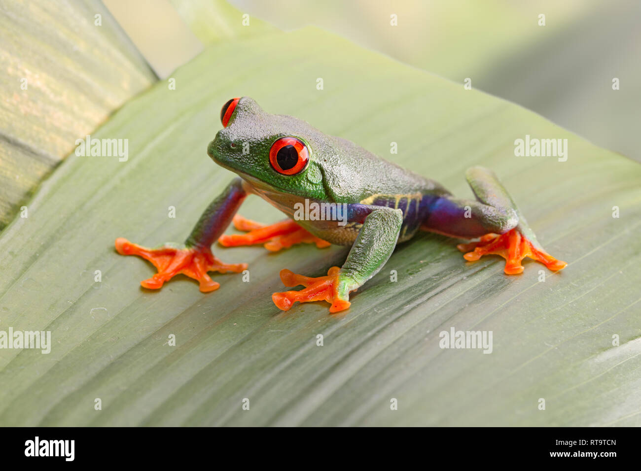 Red eyed tree frog, or Agalychnis callydrias a small beautiful amphibian from the jungle of Costa Rica. Stock Photo
