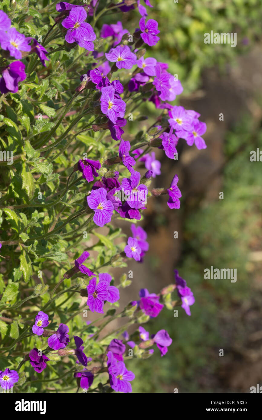 Close-up of aubretia or aubrieta purple cascade (purple haze) flowering in early spring Stock Photo