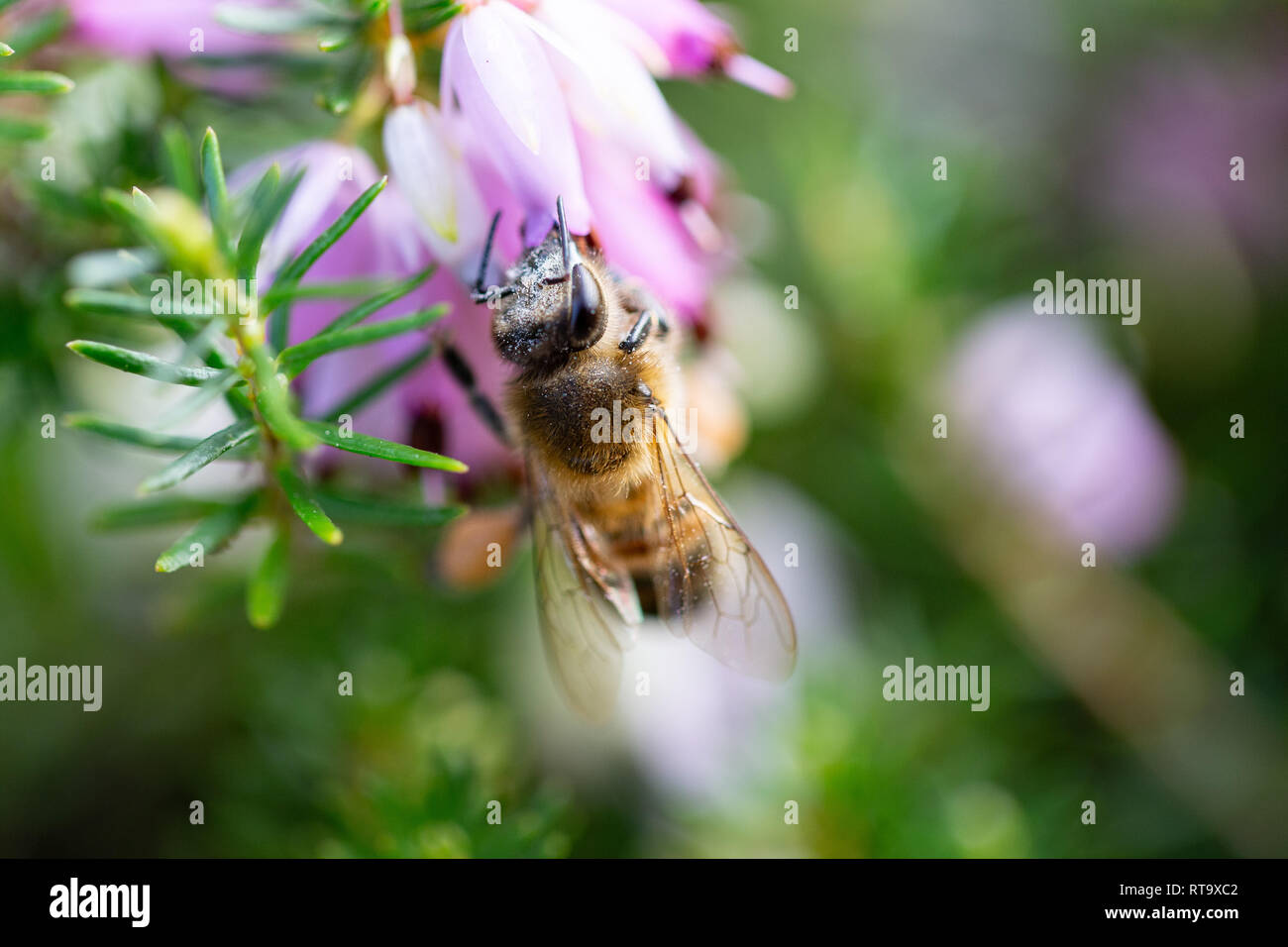 A bee seeks pollen and nectar from heather flowers, during the warmest February on record in the UK. Stock Photo