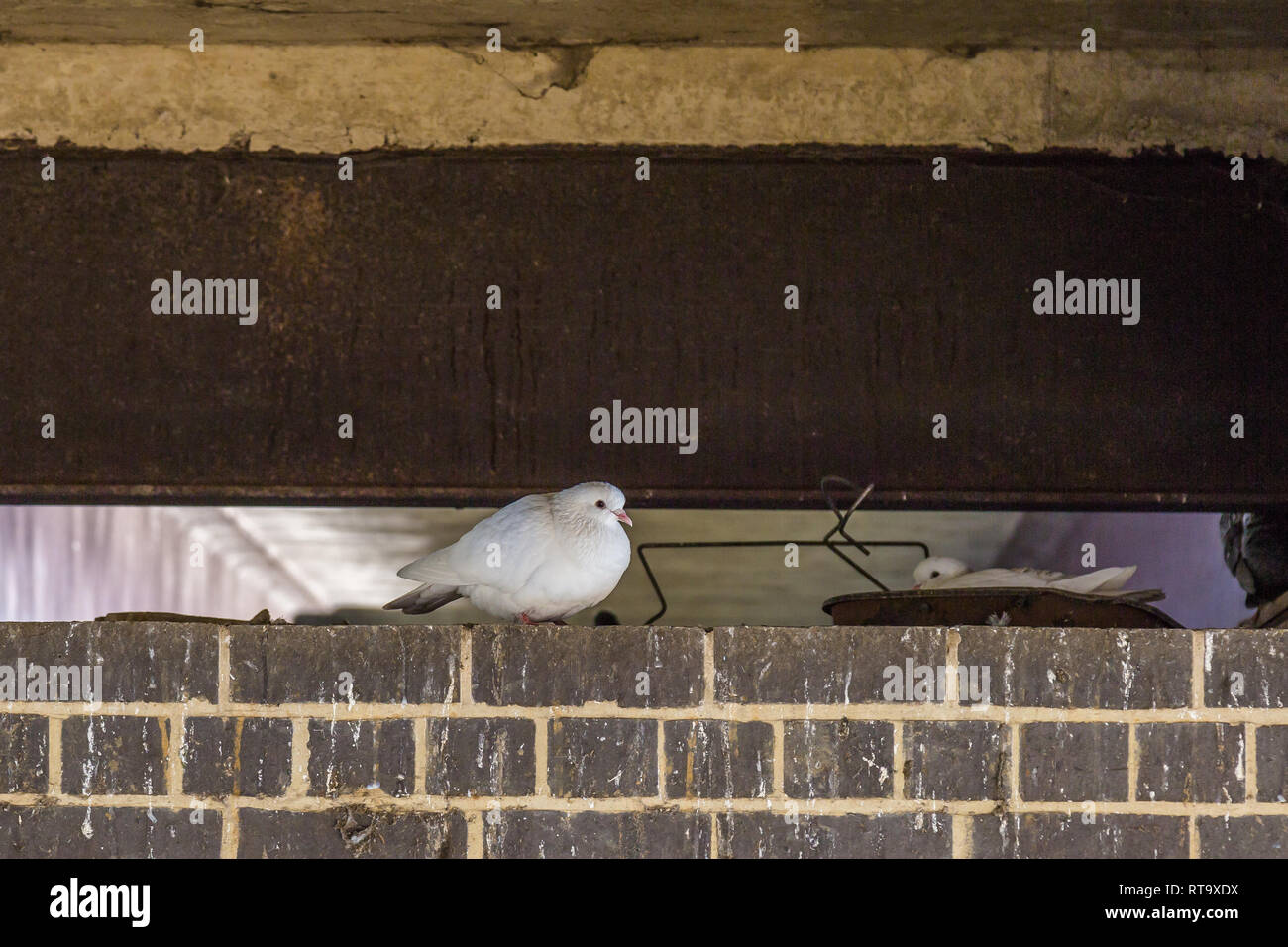 Pigeons nesting hires stock photography and images Alamy