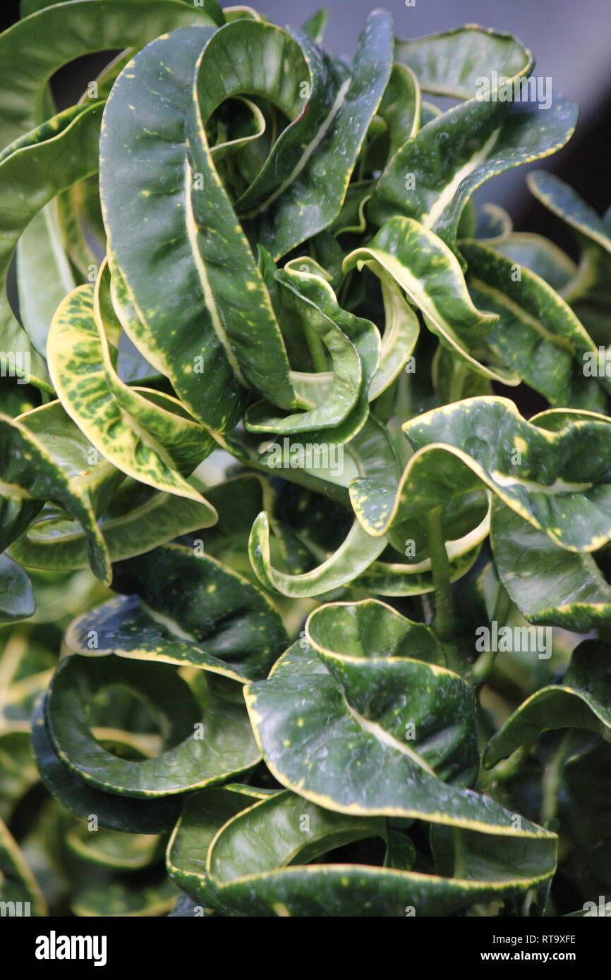 Beautiful cultivated Curly Leaf Croton, Croton Curly Boy, croton