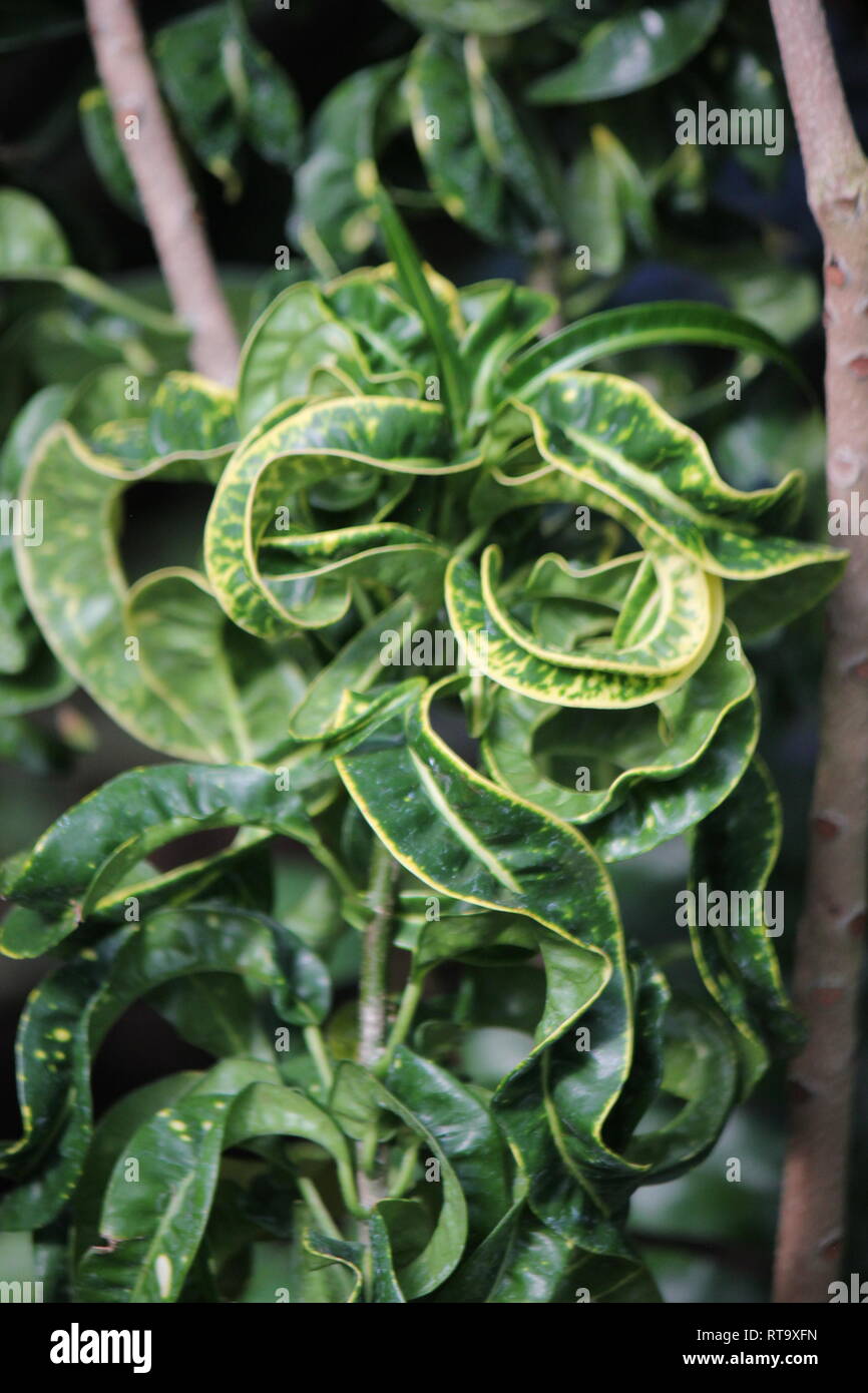 Beautiful cultivated Curly Leaf Croton, Croton Curly Boy, croton