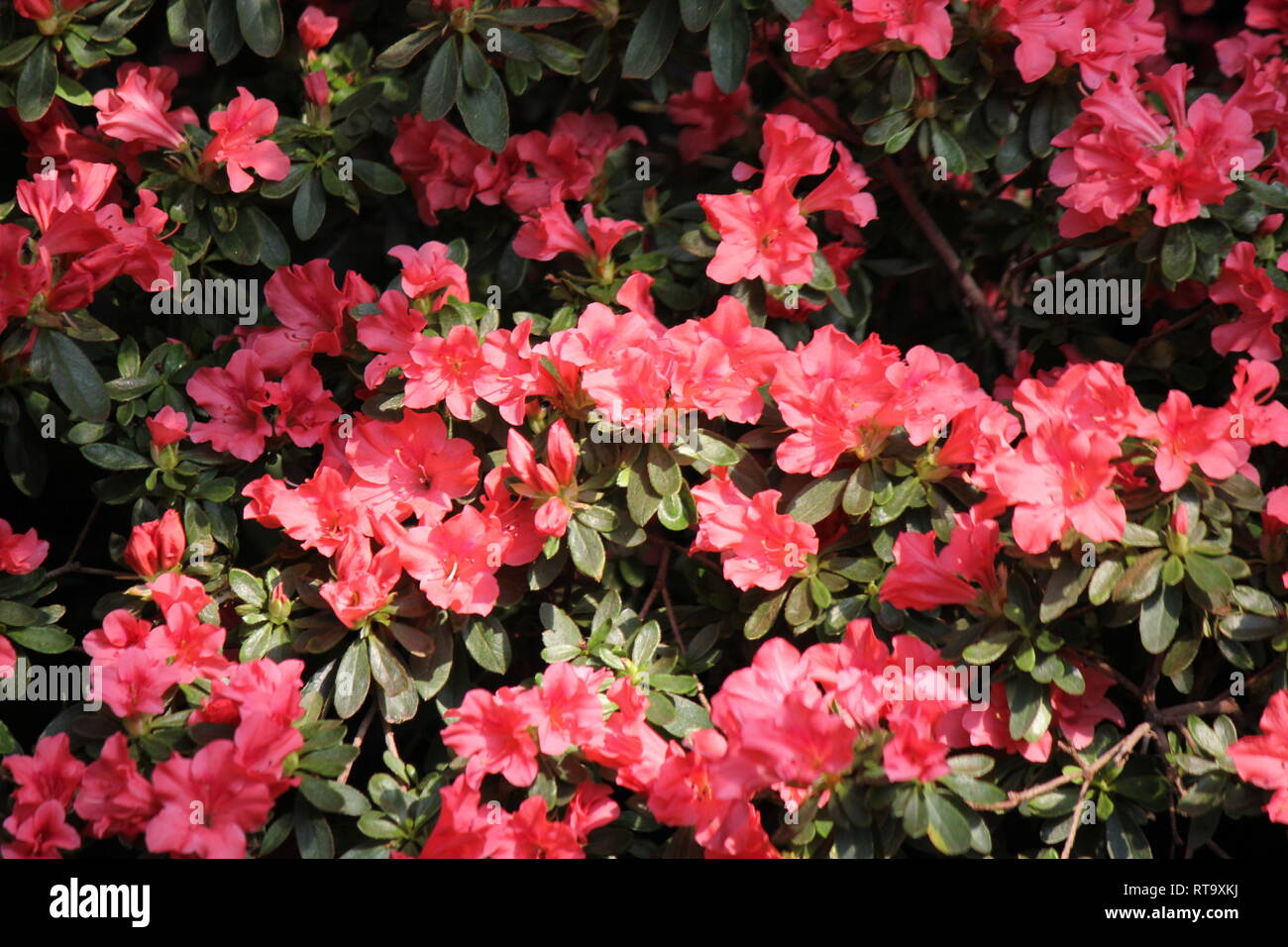 Beautiful Flawless Pinkish Red Rhododendron Azalea Flower As A Sign Of Spring Stock Photo Alamy