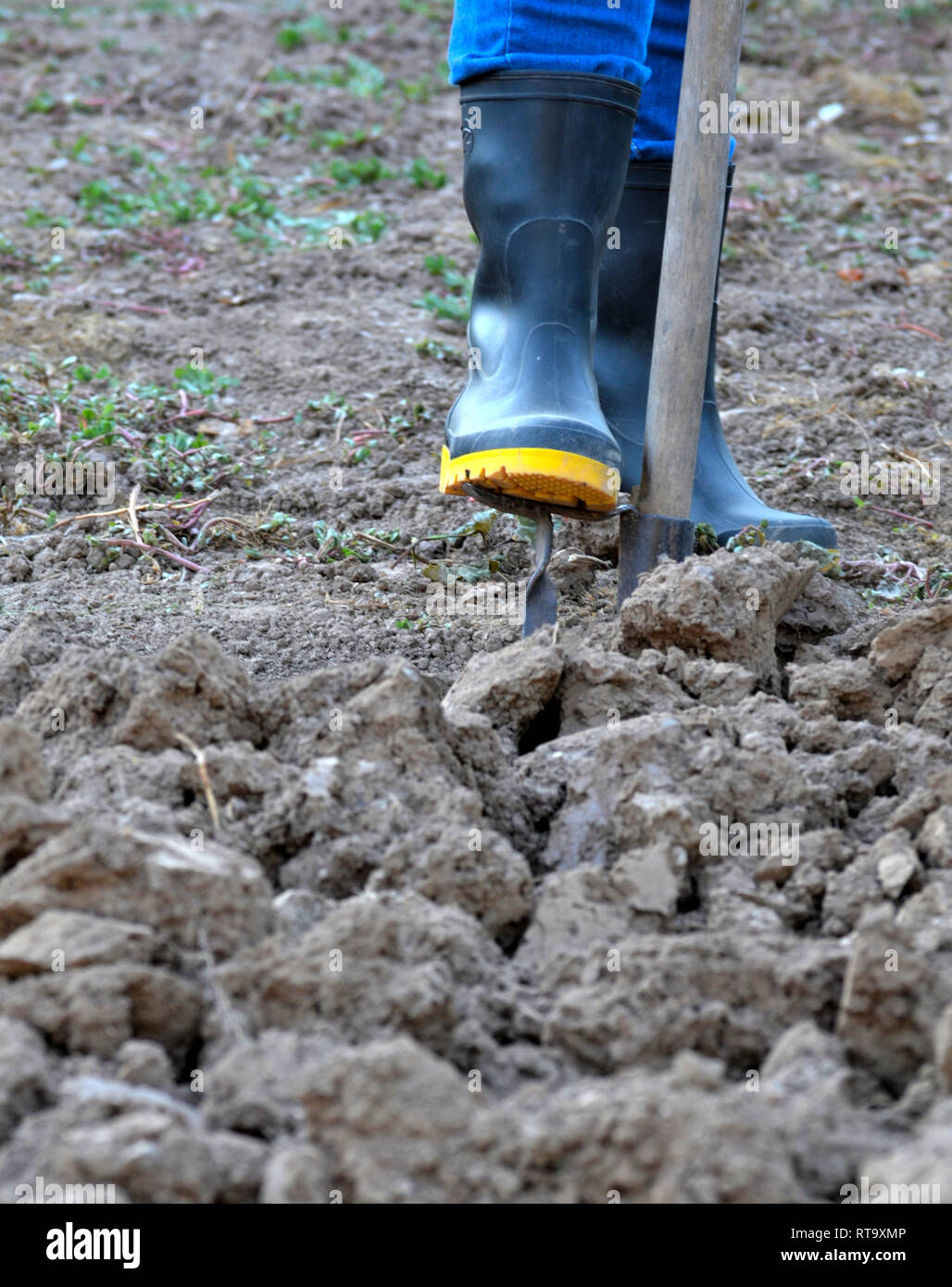Cultivating with a shovel in galoshes Stock Photo