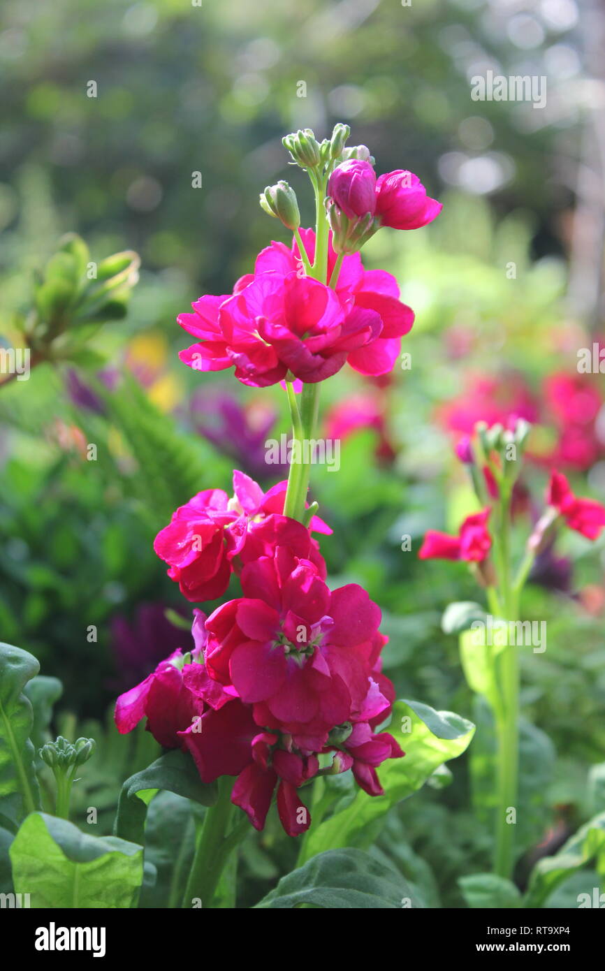 Beautiful cultivated bright pink Matthiola incana flowering plant ...