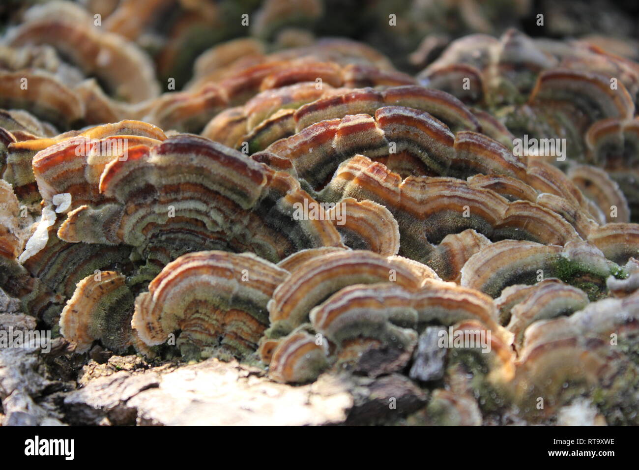 Beautiful cultivated Trametes versicolor, turkey tail mushroom fungi