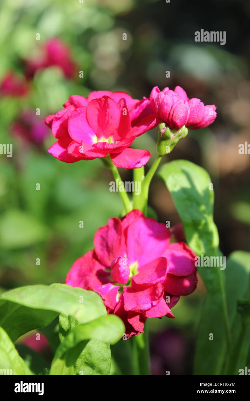 Beautiful cultivated bright pink Matthiola incana flowering plant ...