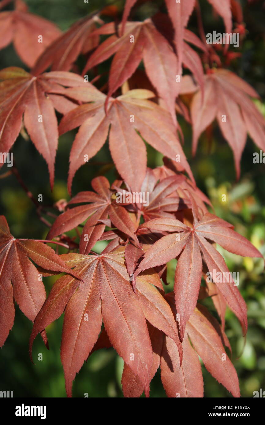 Mature japanese red maple hi-res stock photography and images - Alamy