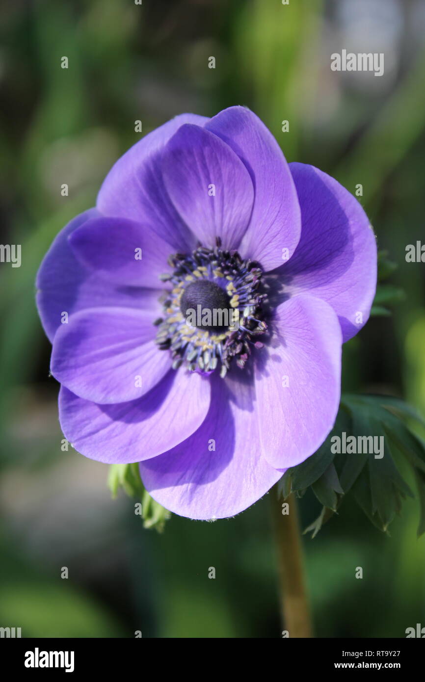Beautiful cultivated flowering Persian buttercup, R. asiaticus, plant  growing in the flower garden Stock Photo - Alamy