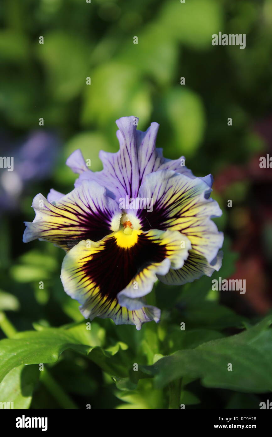 Stunning, flawless flowering purple pansy, Viola tricolor, plant