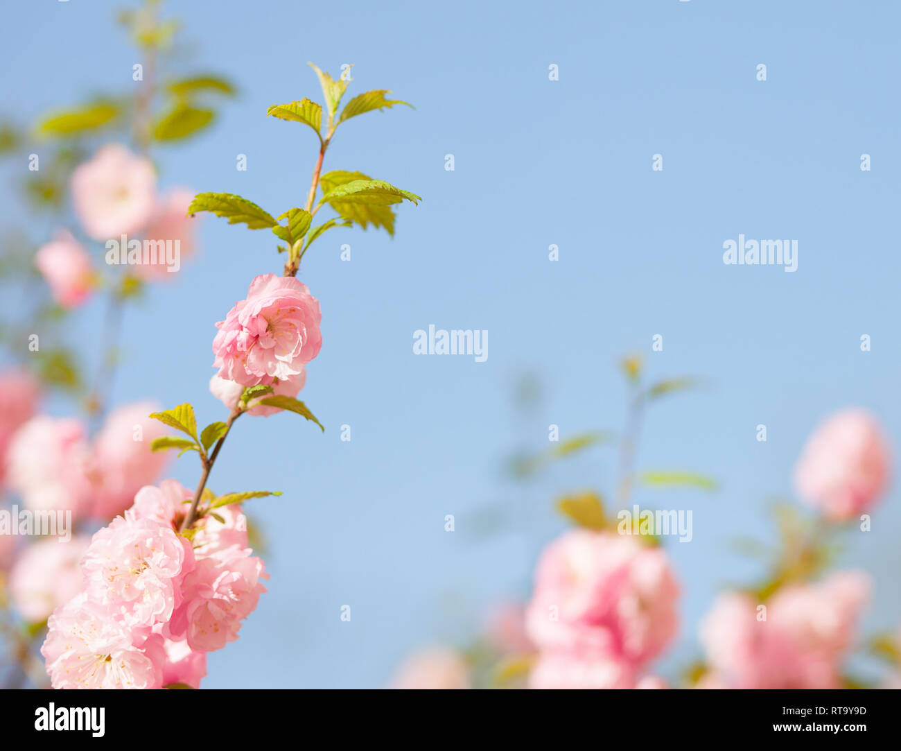 a branch with beautiful pink flowers against the blue sky. Amygdalus triloba. very shallow depth of field. Stock Photo