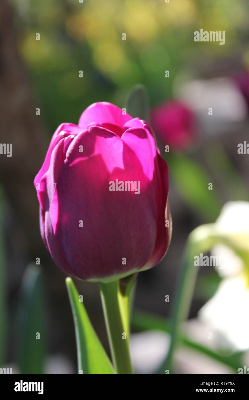 Single beautiful cultivated flowering single dark