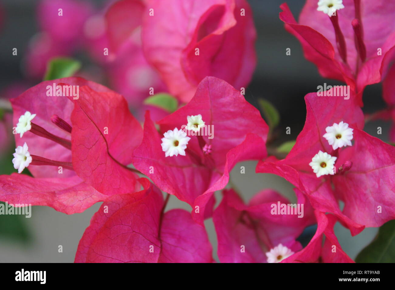 Beautiful cultivated flowering bougainvillea plant growing in the flower garden. Stock Photo