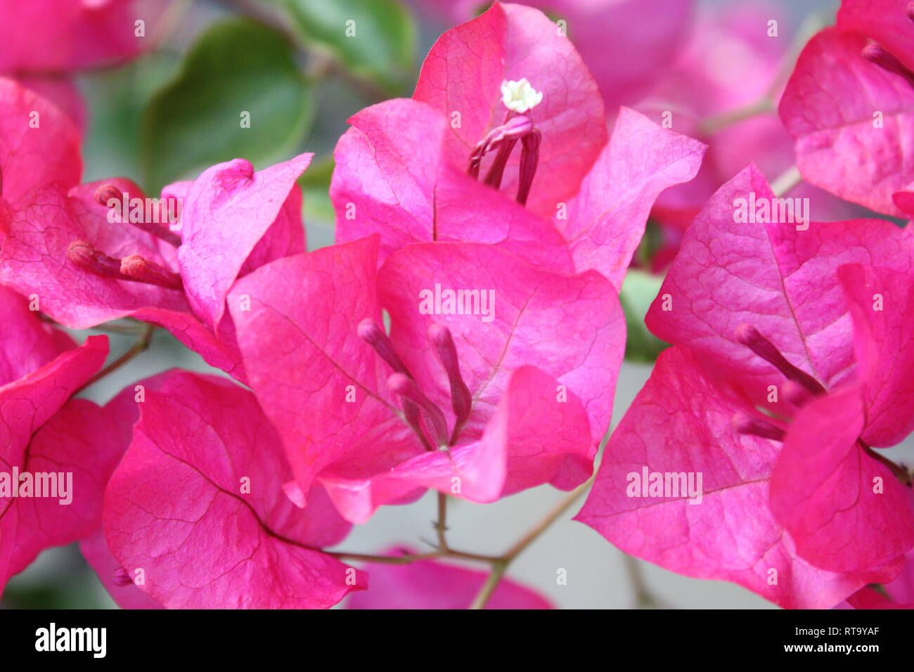 Beautiful cultivated flowering bougainvillea plant growing in the flower garden. Stock Photo