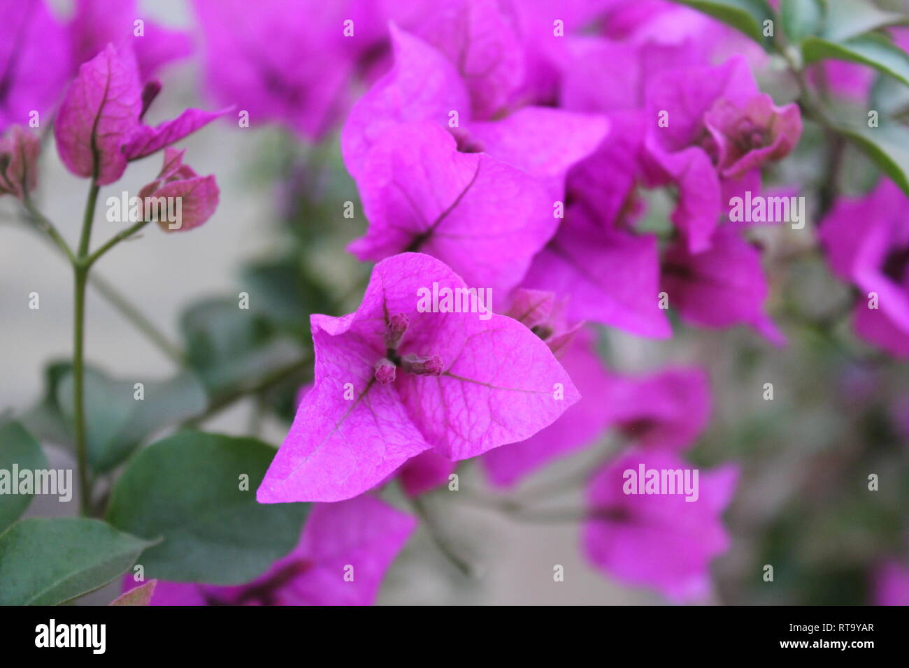 Beautiful cultivated flowering purple bougainvillea plant growing in the garden. Stock Photo