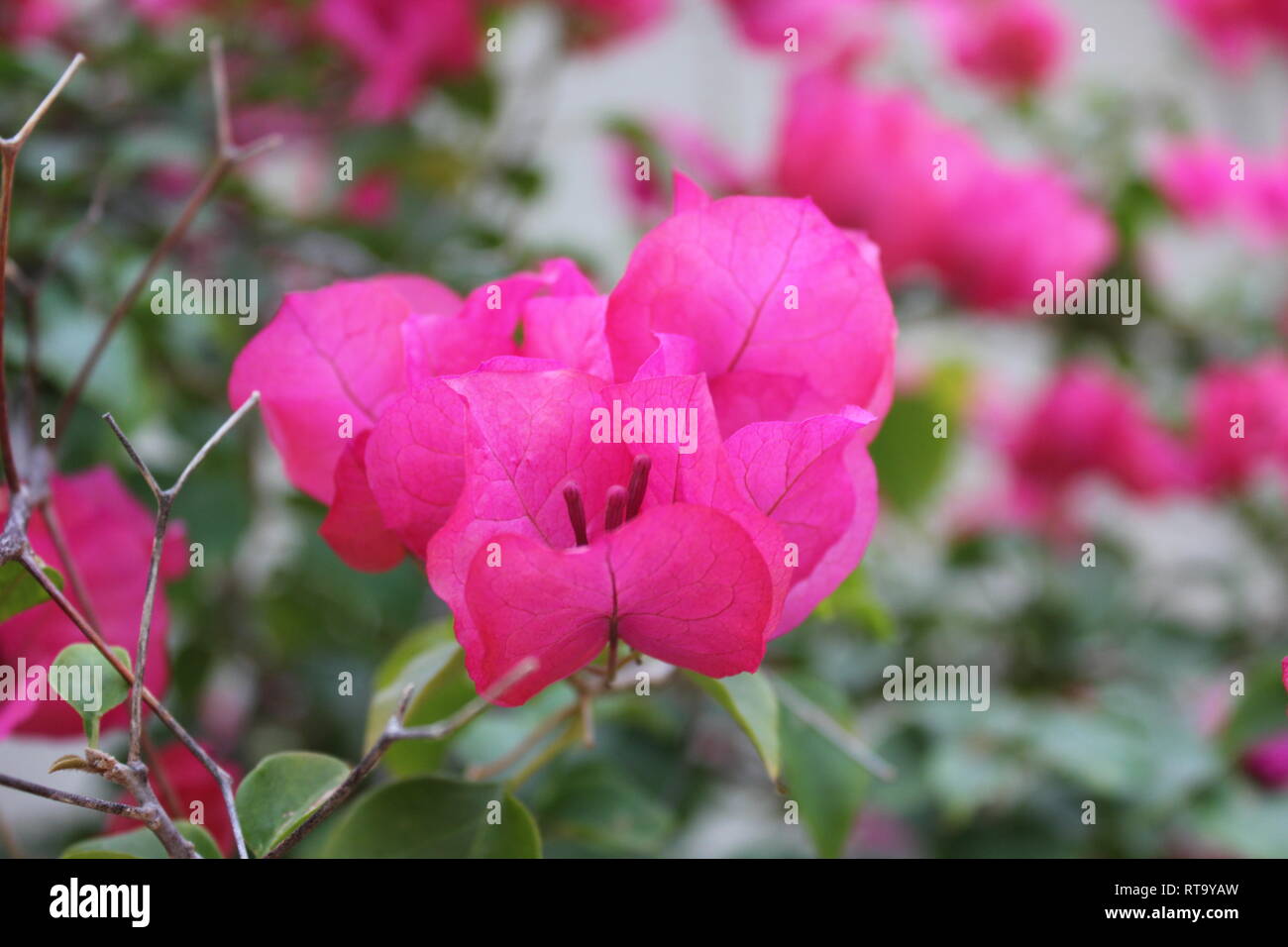 Beautiful cultivated flowering pink bougainvillea plant growing in the flower garden. Stock Photo