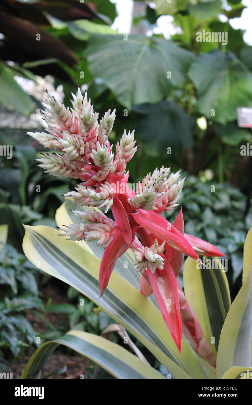 Beautiful cultivated flowering Aechmea Bromeliaceae plant growing in the flower garden. Stock Photo