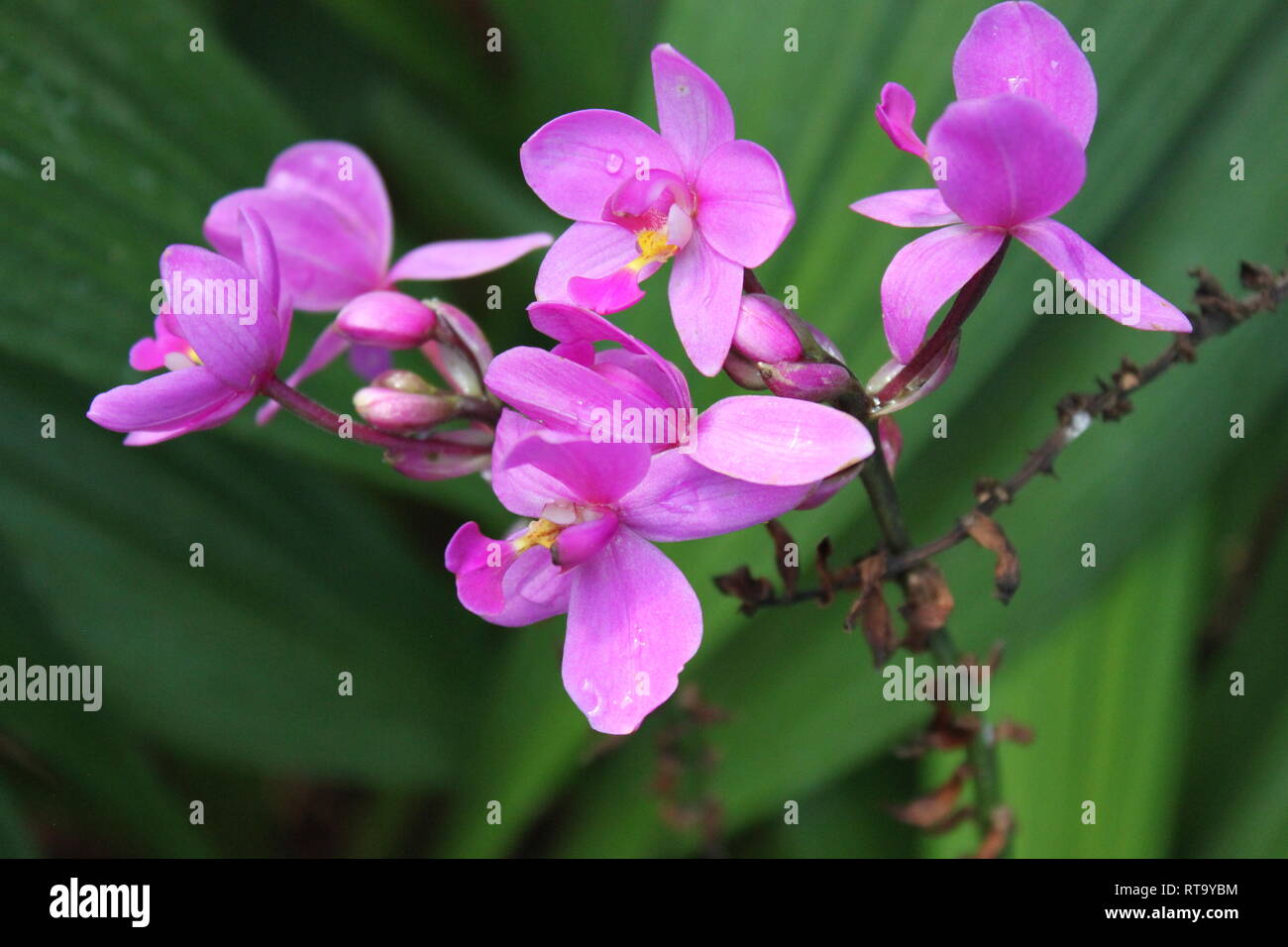 Beautiful cultivated flowering, Orchid, Ground Orchid, Clawed Spathoglottis grapette plant growing in the flower garden. Stock Photo