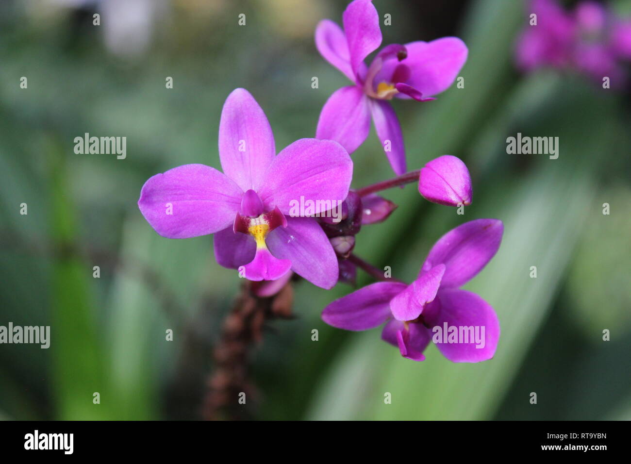 Beautiful cultivated flowering, Orchid, Ground Orchid, Clawed Spathoglottis grapette plant growing in the flower garden. Stock Photo