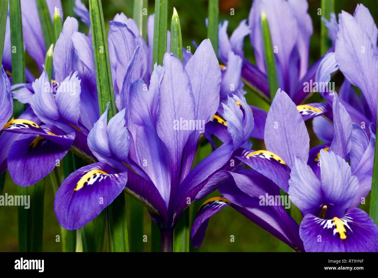 Iris reticulata 'Harmony' Stock Photo