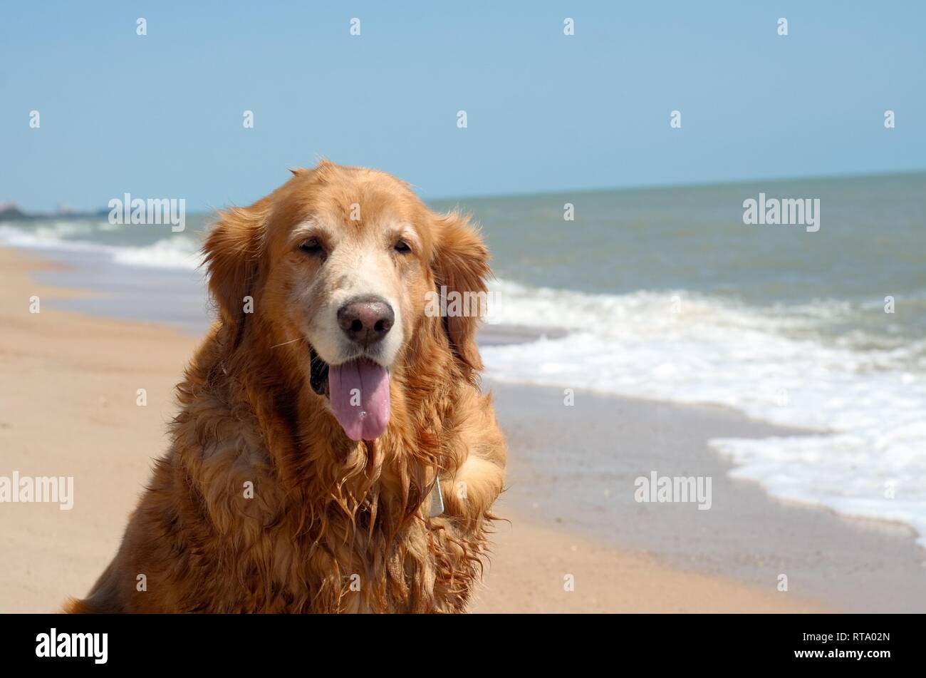 Front view close up picture of a Golden Retriever dog breed sitting on the beach, Thailand Stock Photo