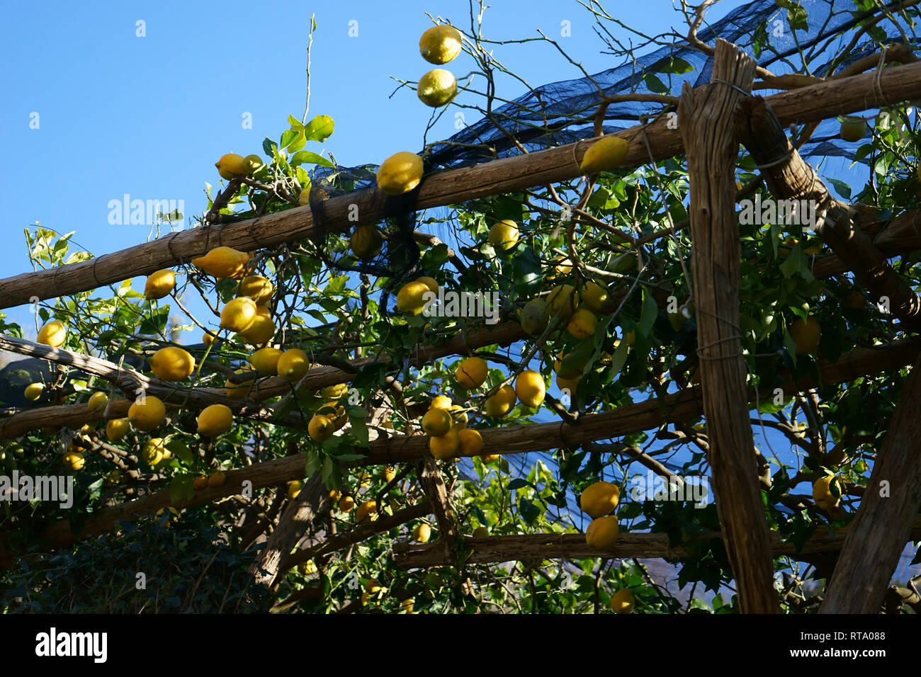 Lemon Tree in Pucara, Tramonti, Amalfi coast, Campania, Italy Stock Photo