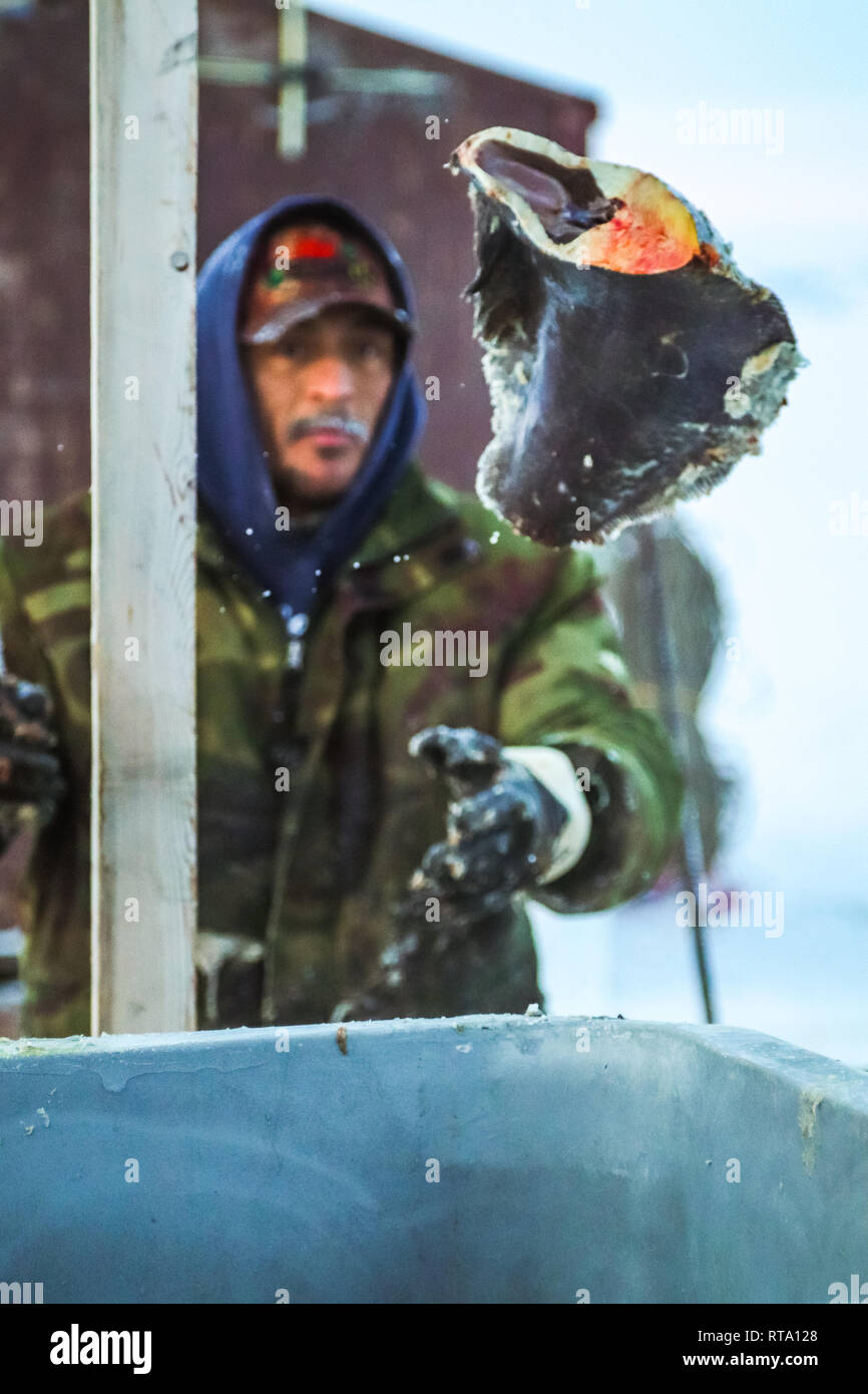 Inuit man fillets fish and tosses them into the cooler. Stock Photo