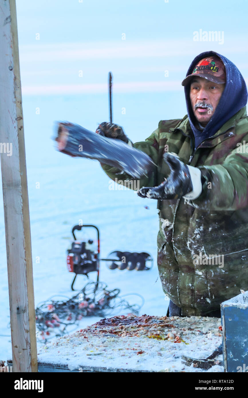 Inuit man fillets fish and tosses them into the cooler. Stock Photo