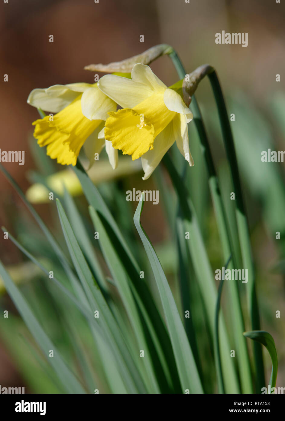 Wild Daffodil - Narcissus pseudonarcissus Two flowers with diffused woodland background Stock Photo