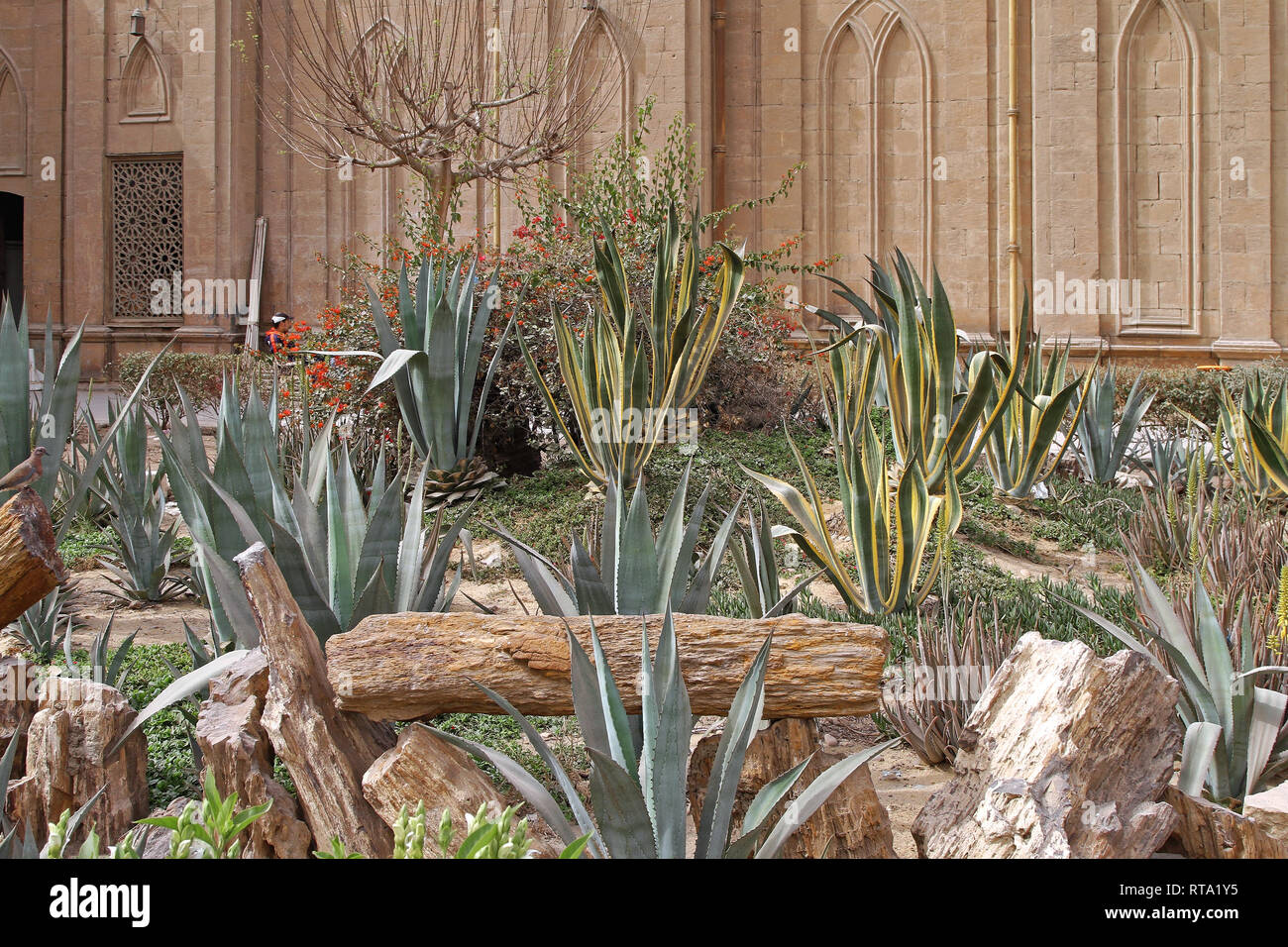 Cactus in egypt hi-res stock photography and images - Alamy