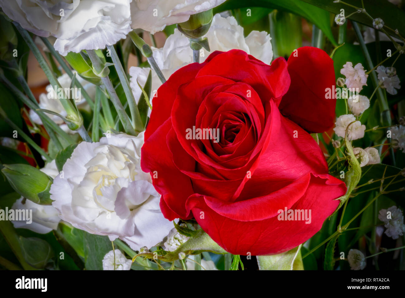 Red with white carnations hires stock photography and images Alamy