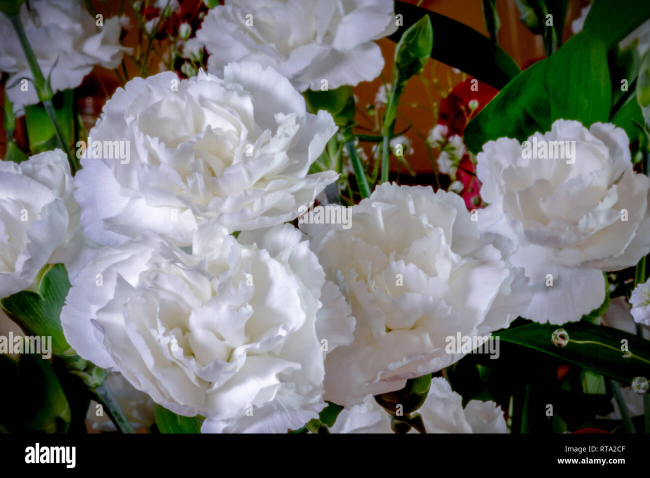 White Carnations with Baby's Breath Stock Photo Alamy