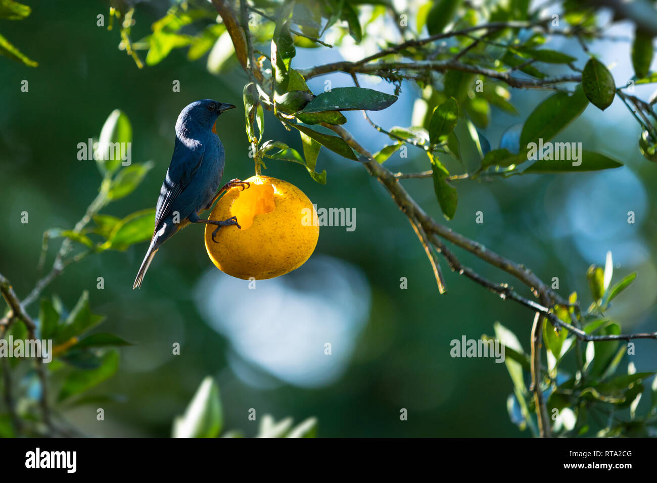 Jamaican Agriculture High Resolution Stock Photography and Images Alamy