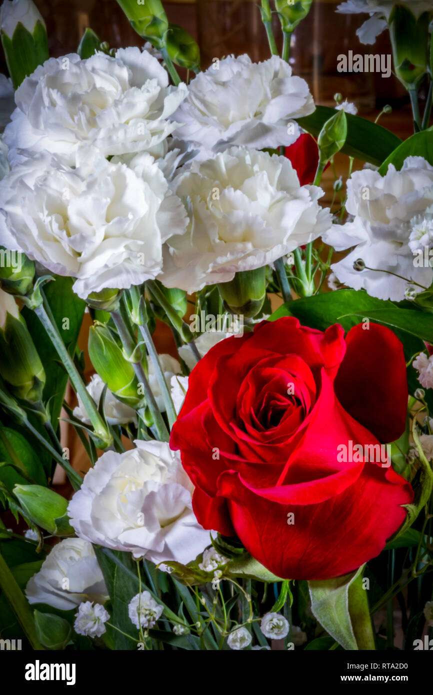 Red Roses, White Carnations with Baby's Breath Stock Photo Alamy